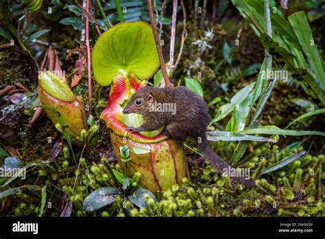 Tree Shrews Habitats