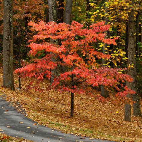 Cherokee Chief Dogwood Trees For Sale