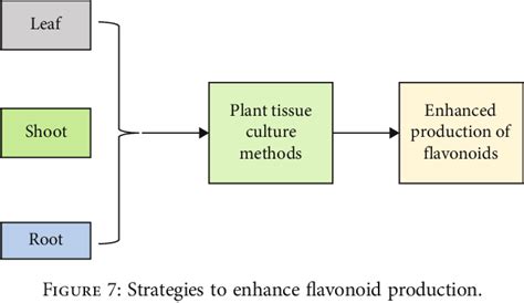 Figure 7 From Flavonoids A Bioactive Compound From Medicinal Plants And