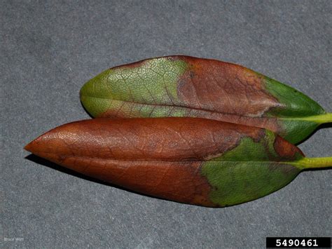 Pestalotiopsis Leaf Spot Pestalotiopsis Spp On Rhododendrons And Azaleas Rhododendron Spp