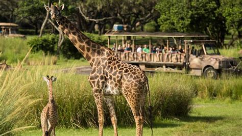 Meet Aella—The Giraffe Calf Just Debuted at Disney’s Animal Kingdom - D23