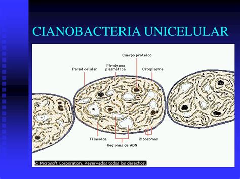 PPT CIANOBACTERIAS cyanophyta bacterias fototroficas oxigénicas