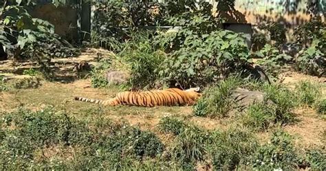 竹市動物園明星虎「來福」安樂死 「六福」獨居不找伴 動物星球 生活 聯合新聞網