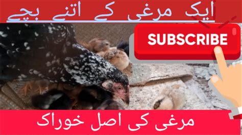 ایک مرغی کے اتنے بچے وہ بھی خوبصورت Youtube