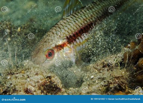 The Striped Red Mullet Or Surmullet Mullus Surmuletus Fromthe Adriatic