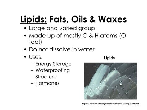 Ppt Lipids Fats Oils And Waxes Powerpoint Presentation Free Download