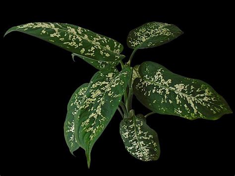 Is Dieffenbachia Toxic To Cats Vet Reviewed Houseplants Examined Catster