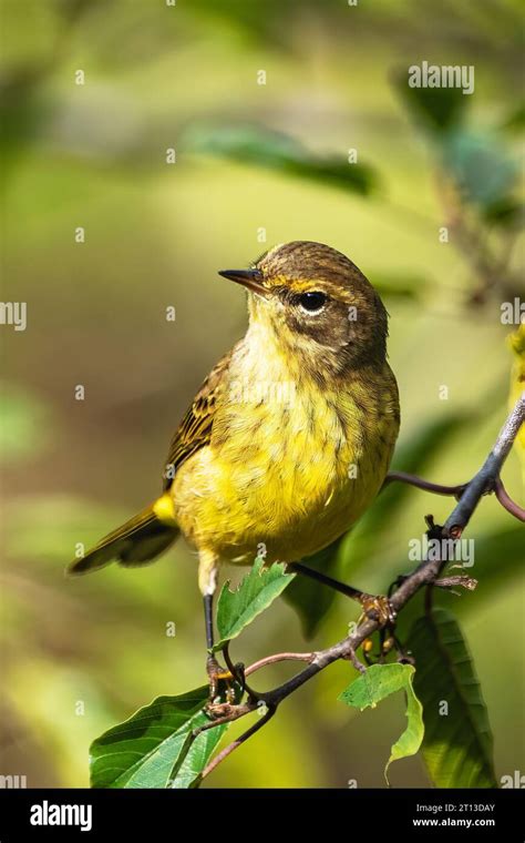 Palm warbler in fall plumage Stock Photo - Alamy