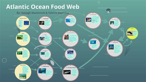 Atlantic Ocean Food Web by Haleigh Mackenzie on Prezi