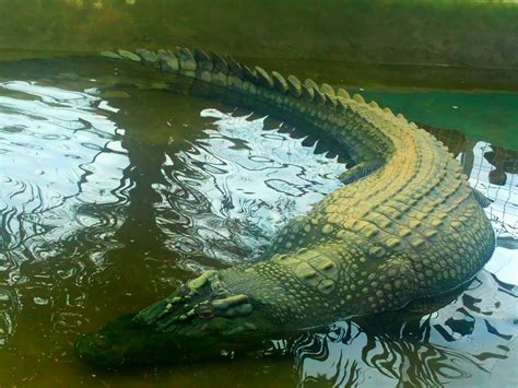 RAGHAVENDRAN: Largest Crocodile Lolong