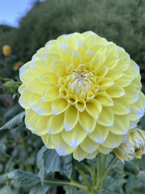 Korb Yellow Hy Light Soaring Heart Dahlias