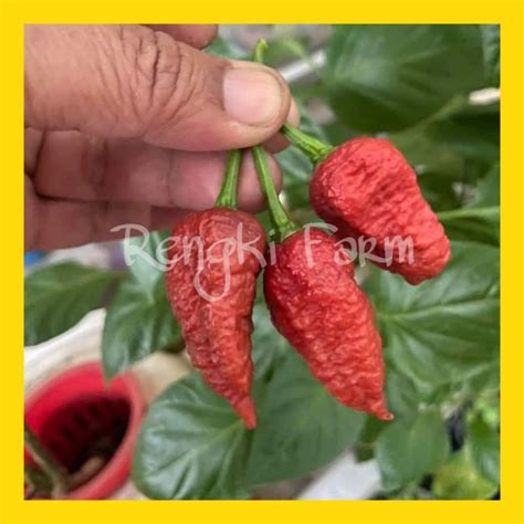 Jual Buah Cabai Bhut Jolokia Caramel Buahnya Shopee Indonesia