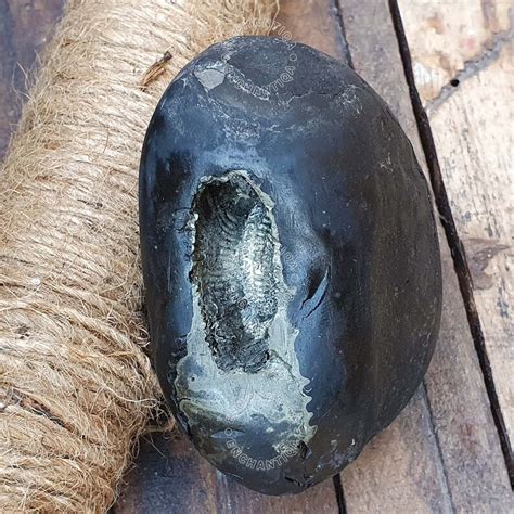 Big Golden Narsimha Shaligram From Gandaki River Nepal Salagram Stone