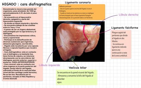 Anatomía práctica Anyi uDocz