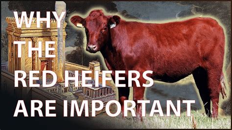 Red Heifer Third Jewish Temple End Times Bible Prophecy Explained