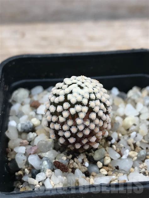 SHPR9844 Mammillaria luethyi Кактус онлайн