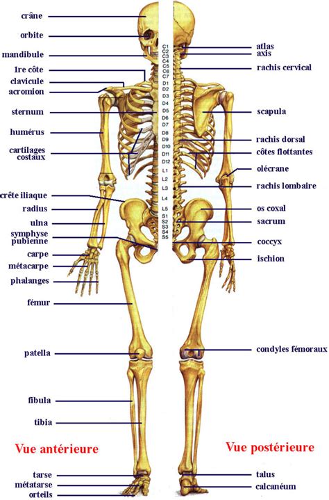 Tout Savoir Sur Le Squelette Humain