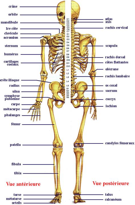 Douleurs Des Os Et Des Articulations Traitez Vos Inflammations Avec