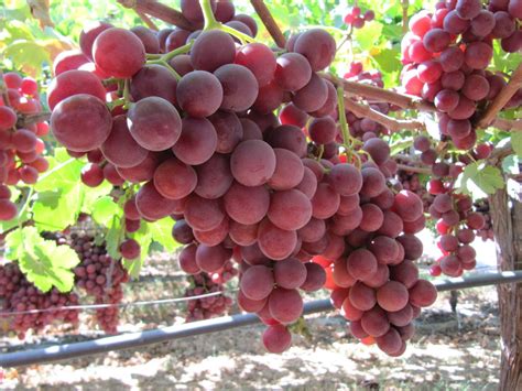 Sweet Celebration® Red Seedless Grapes 1kg — Momobud