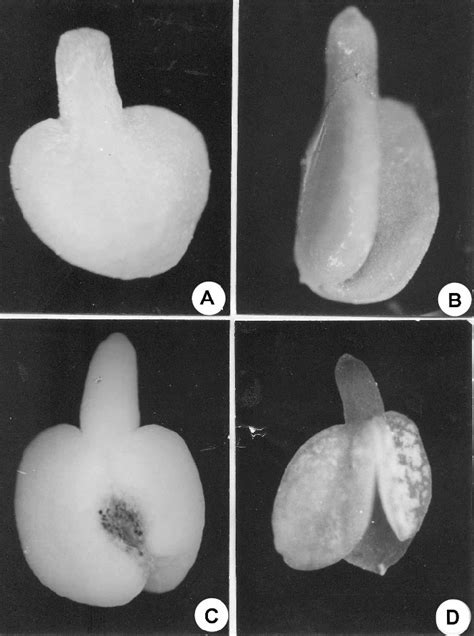 Bischofia Javanica Embryo A Mature Embryo With Broad Leafy