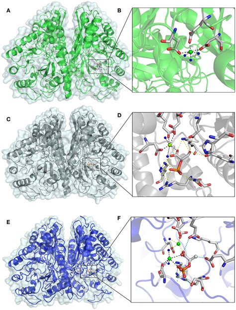 Frontiers Biochemical And Structural Characterization Of Enolase From