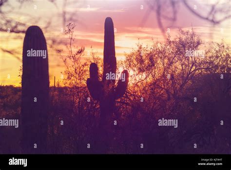 Saguaro National Park Stock Photo Alamy