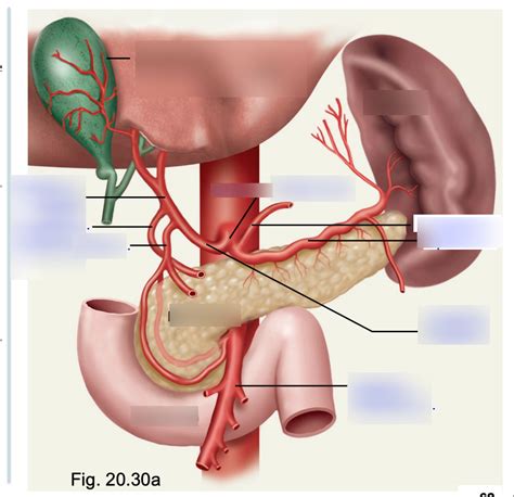 Veins Arteries Diagram Quizlet