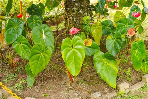 Premium Photo Flamingo Flower Anthurium Sp Anthurium Andraeanum