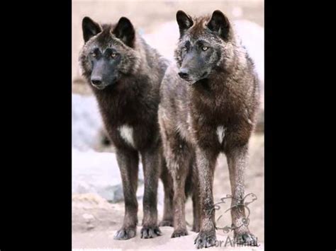 Alexander Archipelago Wolf Pups