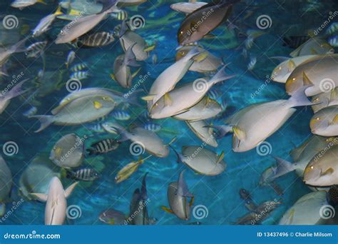Tropical Fish Thailand Stock Photo Image Of Diving 13437496