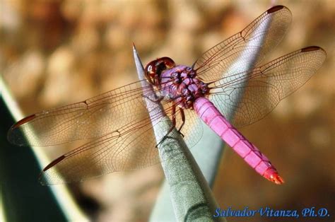 Odonata Libellulidae Orthemis Ferruginea Roseate Skimmer Male A