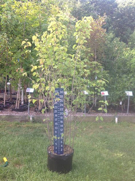 Viburnum dentatum – Arrowwood Viburnum – Catskill Native Nursery Catalog