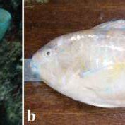 Maturity Stages Of The Blue Barred Parrotfish Scarus Ghobban Related To