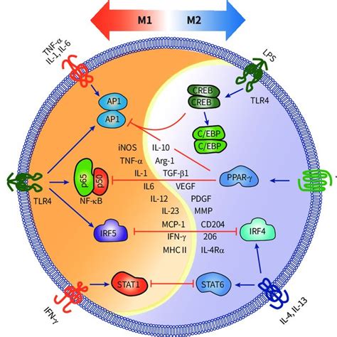 Signaling Pathways Of Macrophage Polarization Schematic Showing