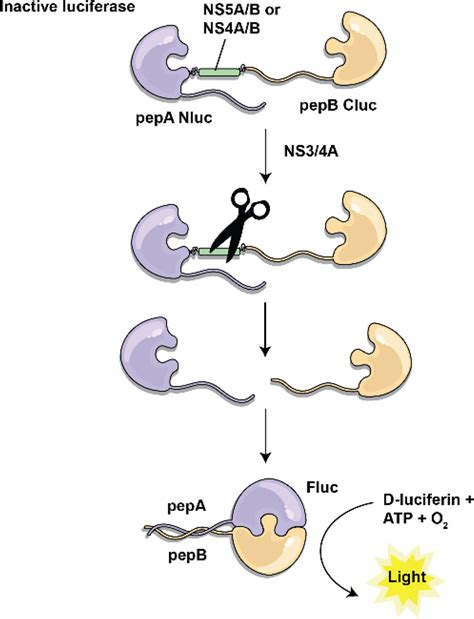 Luciferase Based Biosensors In The Era Of The Covid Pandemic Acs