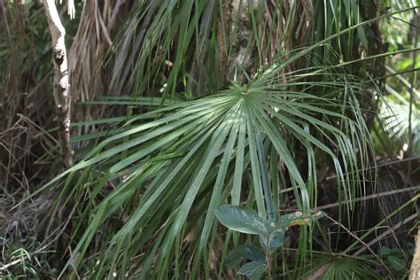 Ribbon Fan Palm From Stockyard Qld Australia On August At