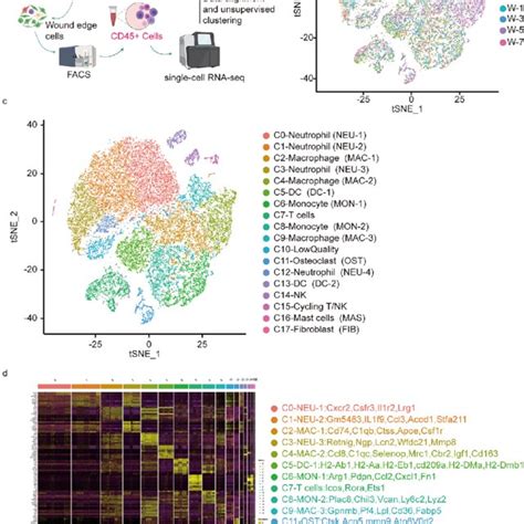 ScRNA Seq Based Identification Of STZ Induced Diabetic Mouse Wounds