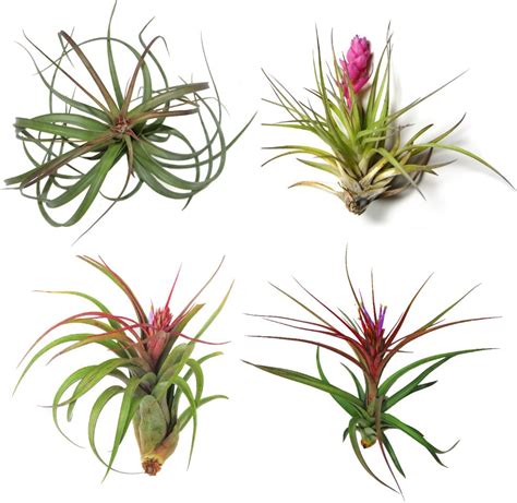 40 Stunning Photos Featuring Varieties And Types Of Air Plants