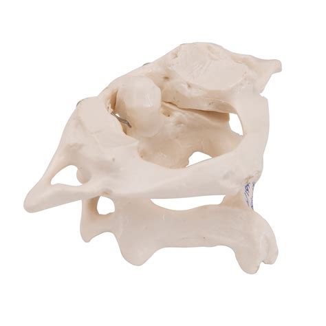 Anatomical Teaching Models - Plastic Vertebrae Model - Atlas and Axis