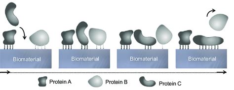 Timeline Of The Bodys Response Following Biomaterial Implantation Biomaterials