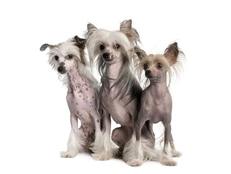 Free Download Images Chinese Crested Dogs Three 3 Animals 1359x1024