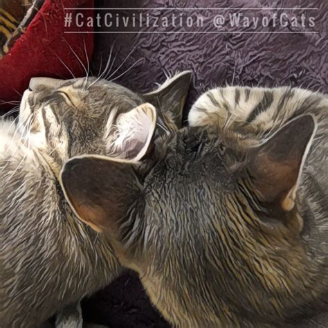 Do Bonded Pair Kittens Stay Pair Bonded Way Of Cats
