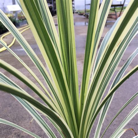 Cordyline Lime Passion Cabbage Palm Evergreen Garden Ready Accent Plant