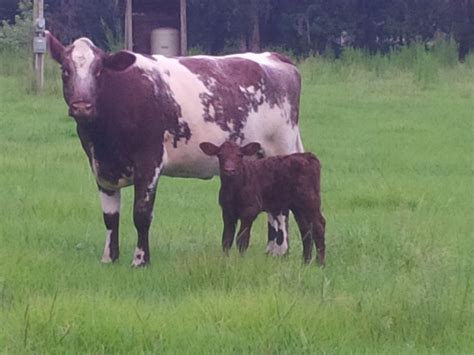 General 1 — Walker Family Shorthorns