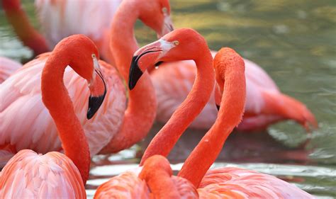 Tarifs Billets Et Séjours Zooparc De Beauval