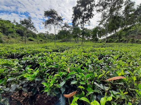 Kodala Tea Estate - TourDeBangladesh