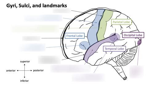 Gyri Sulci And Landmarks Of The Cns Diagram Quizlet