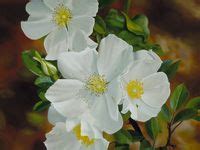 19 Cherokee rose tattoo ideas | cherokee rose, cherokee, indian tattoo