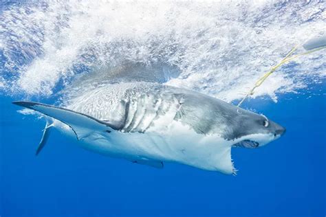 Guadalupe Island Great White Shark Adventure X Ray Mag