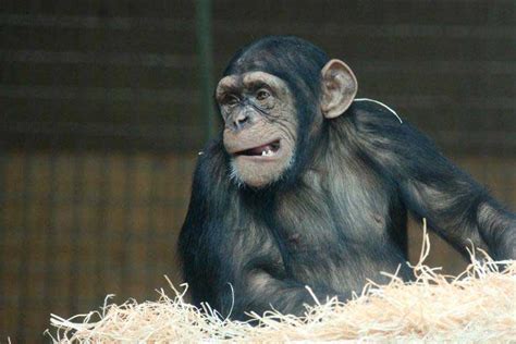 Central African Chimpanzee - Profile | Traits | Facts | Habitat - Primates Park